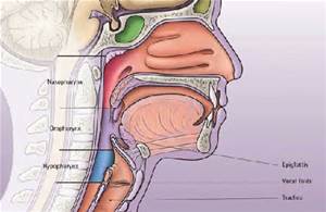 Respiratory - Body Systems